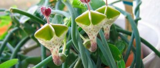 Larawan ng Ceropegia