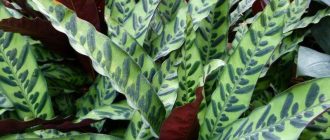 Larawan ng Calathea lancifolia