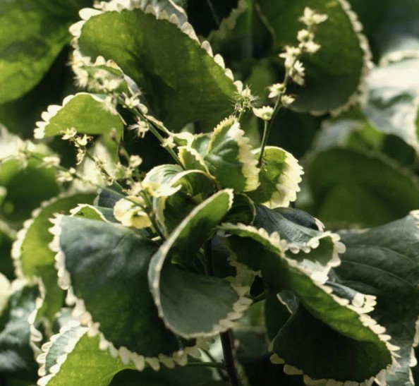 Acalypha Godsefa