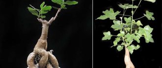 Brachychiton variegated 和 variegated