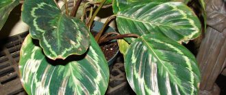 Larawan ng Medalyon ng Calathea