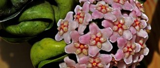 Hoya