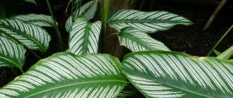 Calathea sanderiana ornata o pinalamutian