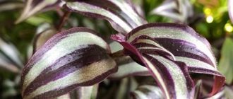 Zebrina tradescantia