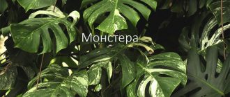 Monstera