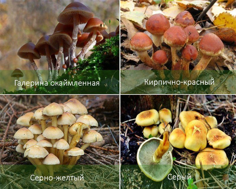 Nejedlé medové huby Nebezpečné štvorhry