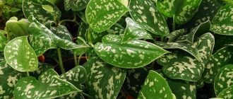 Scindapsus