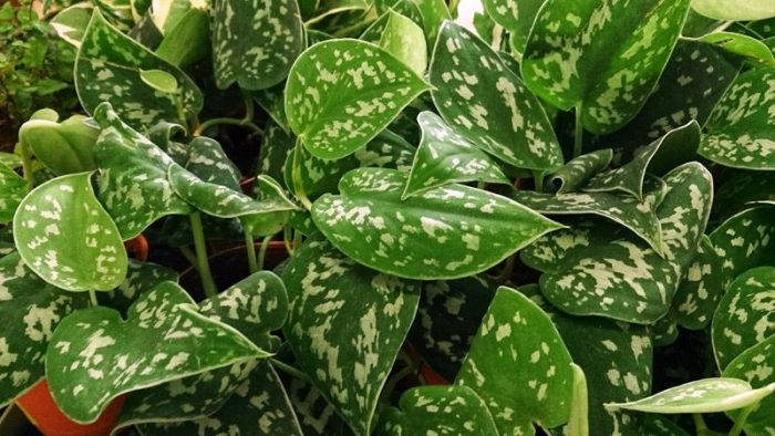 Scindapsus