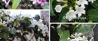 Mga Uri ng Stephanotis