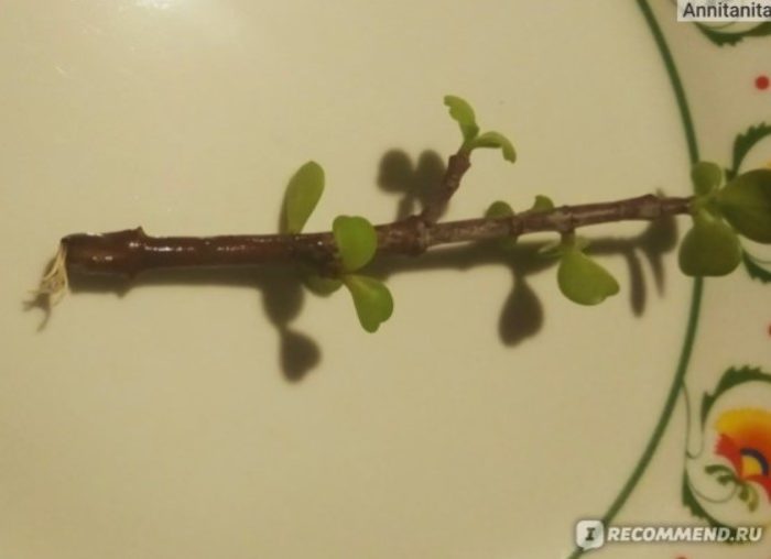 根的出現