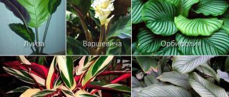 Mga Uri ng Calathea