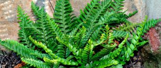 Larawan ng Asplenium