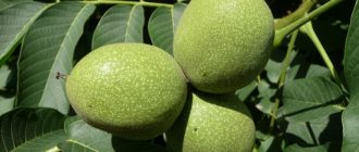 Hoe plant je een walnootboom op de juiste manier?