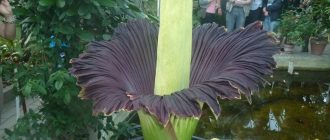 Foto van een amorphophallus