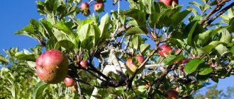Een appelboom enten