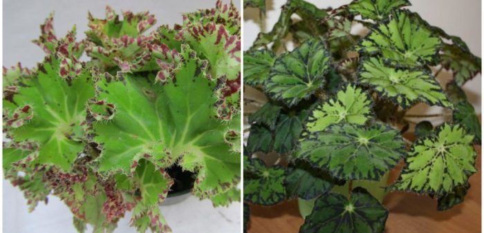 Begonia Bauer