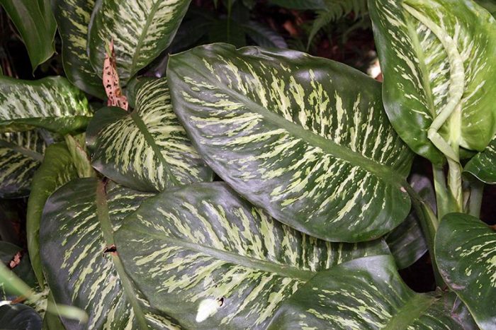 Dieffenbachia