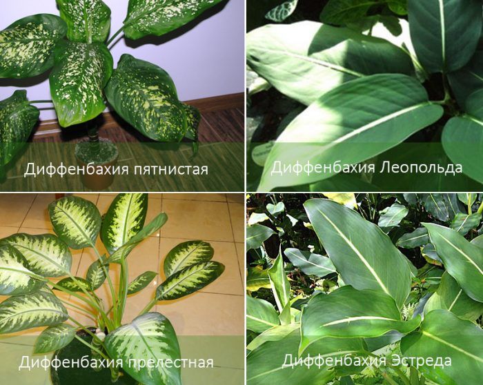 Mga uri ng Dieffenbachia