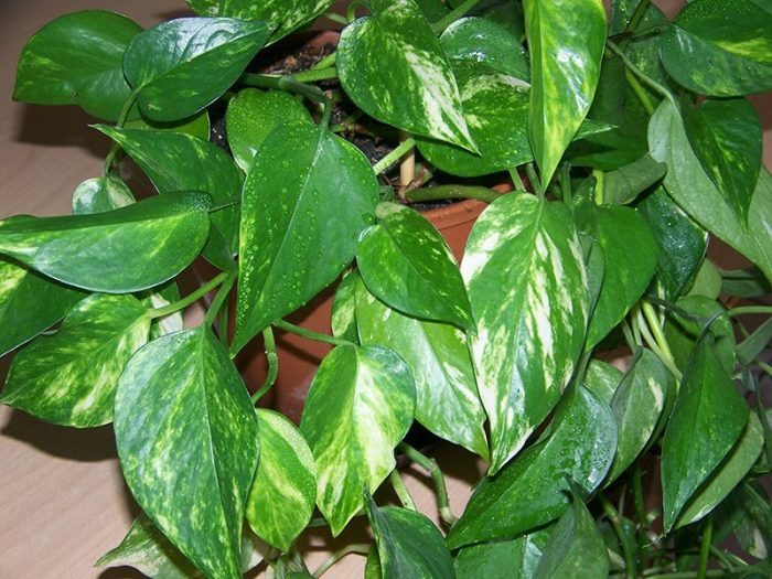 Epipremnum
