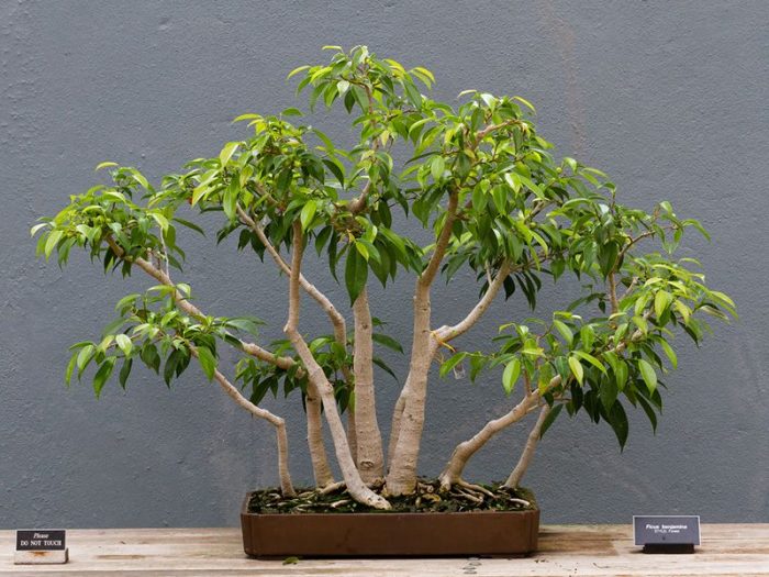 Ficus benjamina