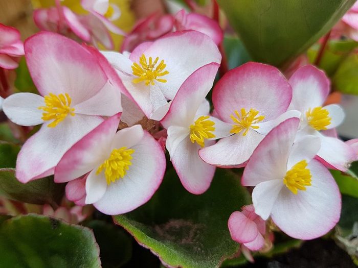 Namumulaklak na begonia