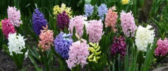 Iba't ibang uri ng hyacinth