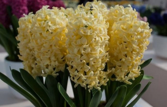 黃花風信子錘