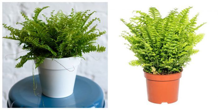 Green Lady Fern