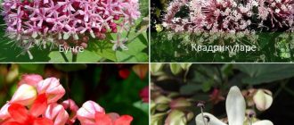 Soorten Colendrum
