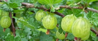 Kruisbes
