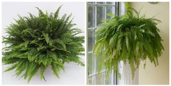 Green Lady Fern