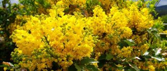 Mahonia