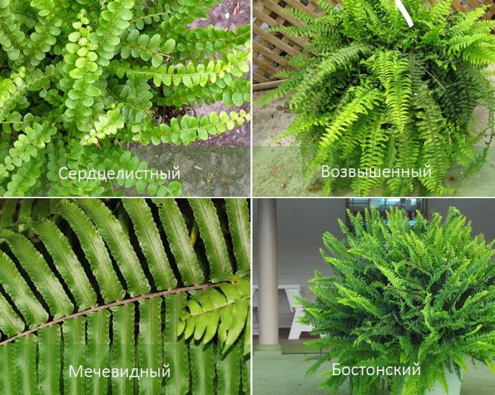 Mga Uri ng Nephrolepis