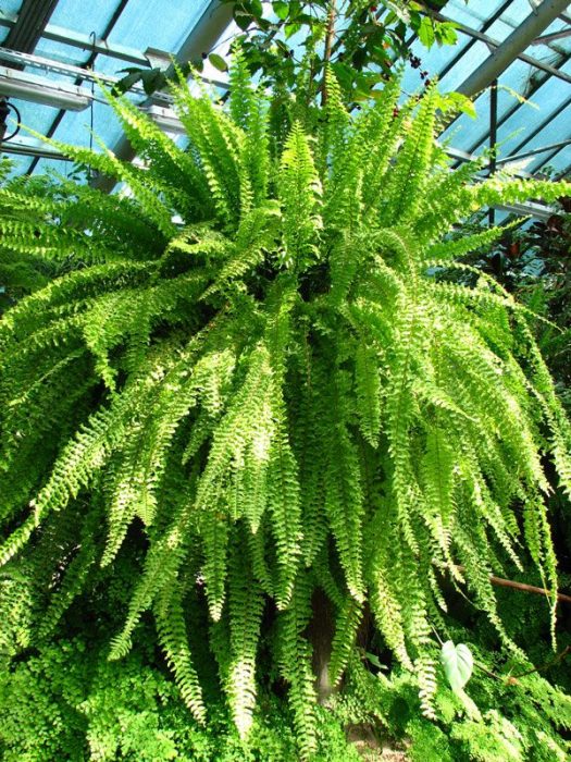 Nephrolepis