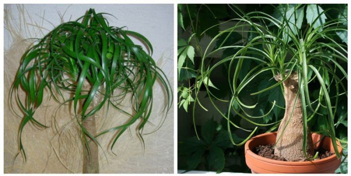 Nolina tuberculata