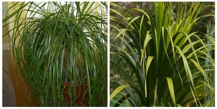 Nolina longifolia