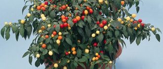 Solanum