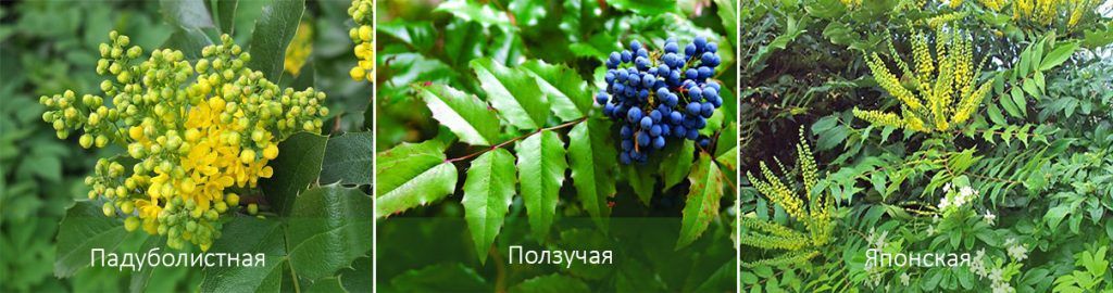 Mga Uri ng Mahonia