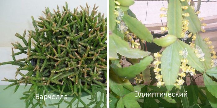 Rhipsalis 2 uri