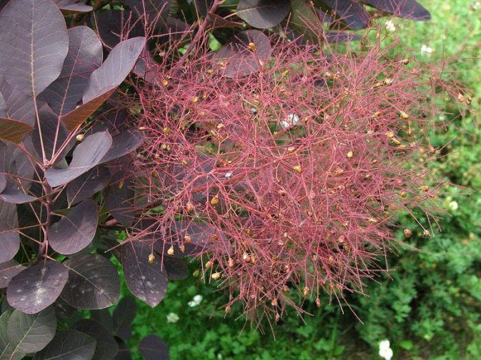 Cotinus