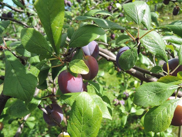 Plum