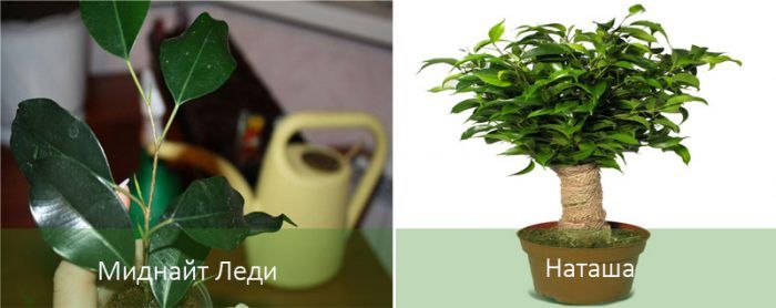 榕樹品種