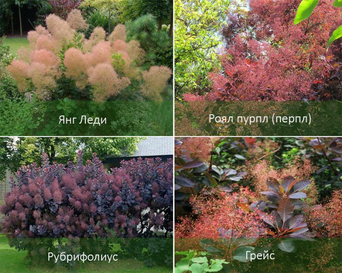 Mga uri ng Cotinus