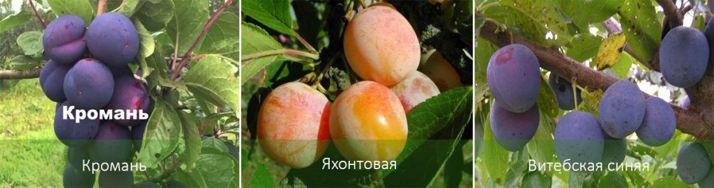 Mga uri ng plum