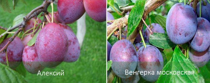Mga uri ng plum