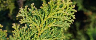 Thuja