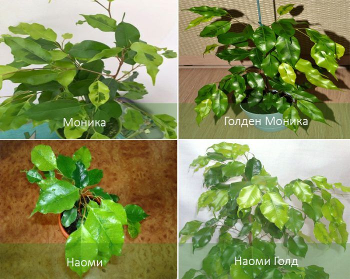 榕屬植物