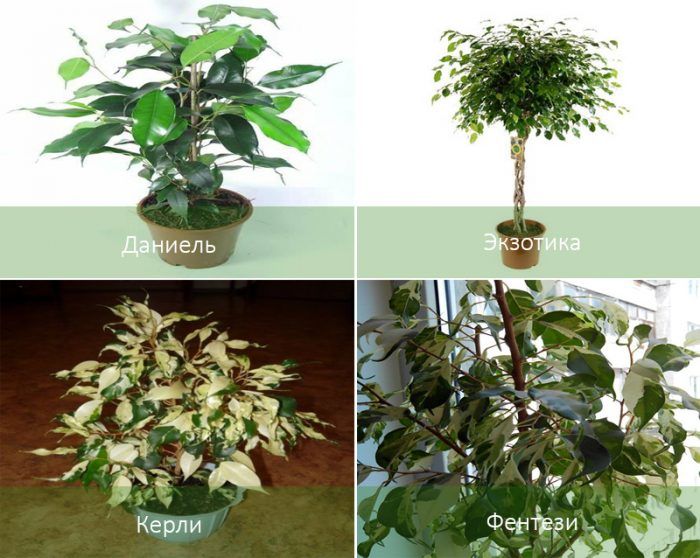 榕屬植物