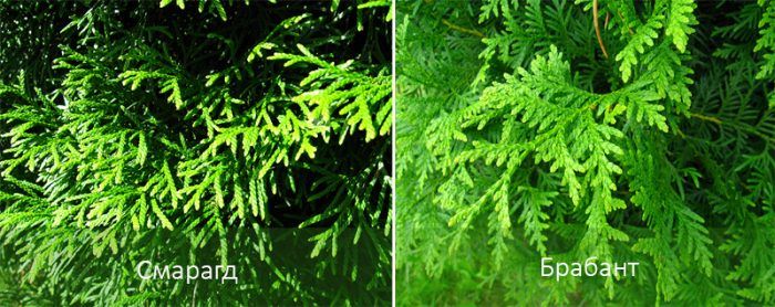 Mga uri ng thuja