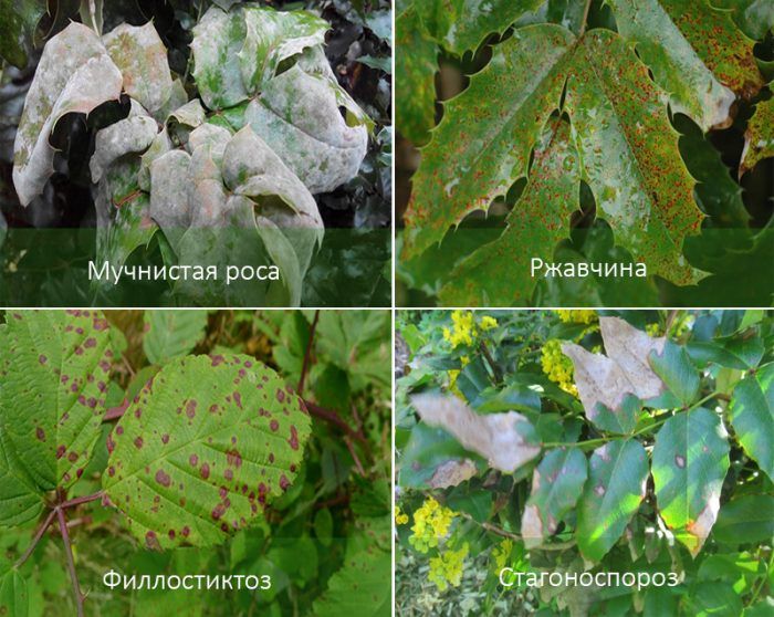 Mga peste ng Mahonia
